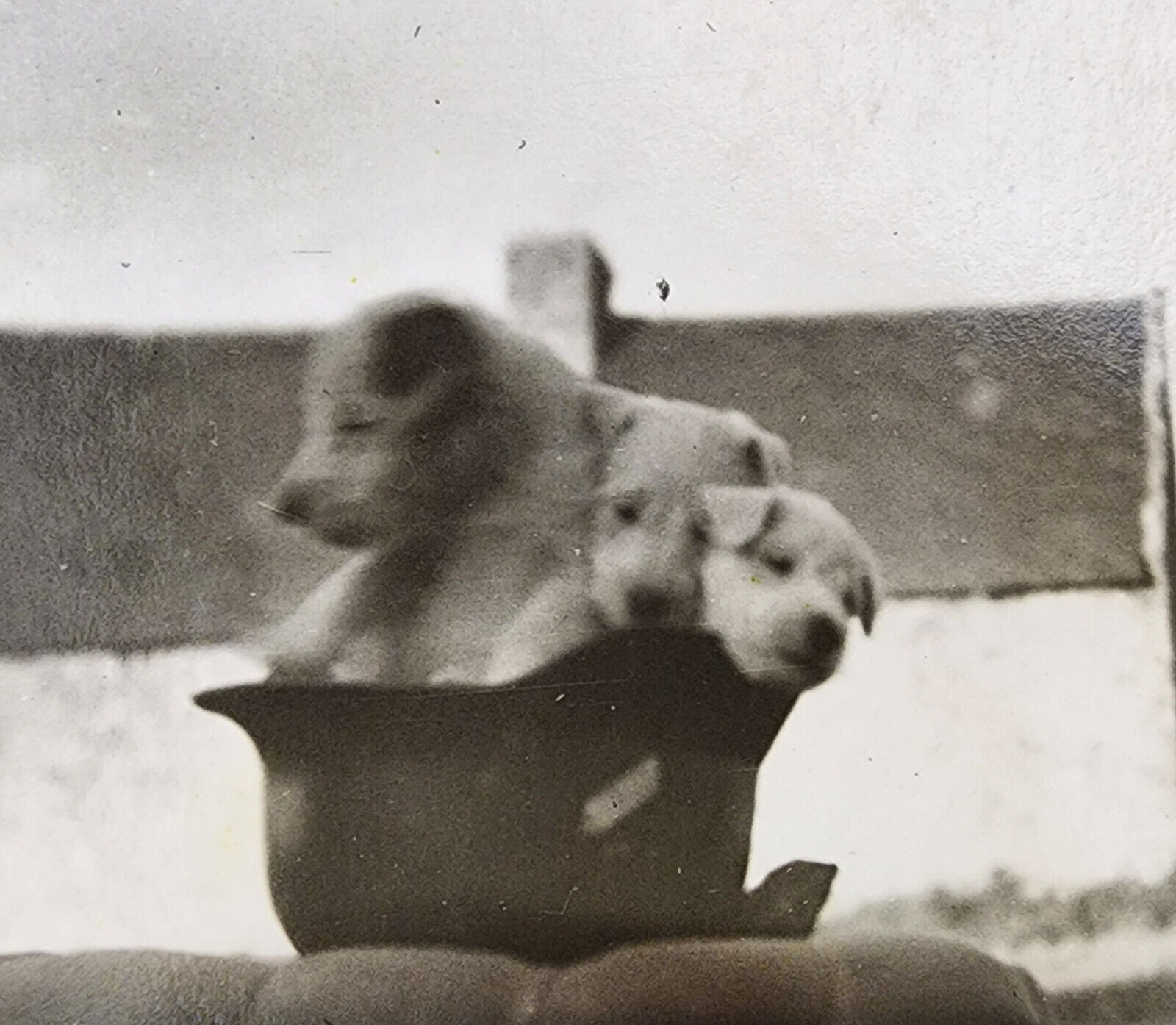 WW2 WWII Orig wartime Military photo German LUFTWAFFE Steel Helmet w 3 puppies