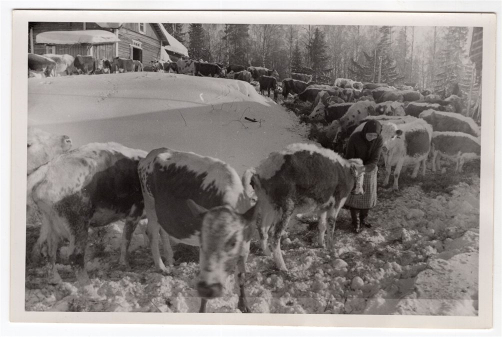 1939-40 Finland Winter War Karelian Farmers to be Evacuated Original Press Photo