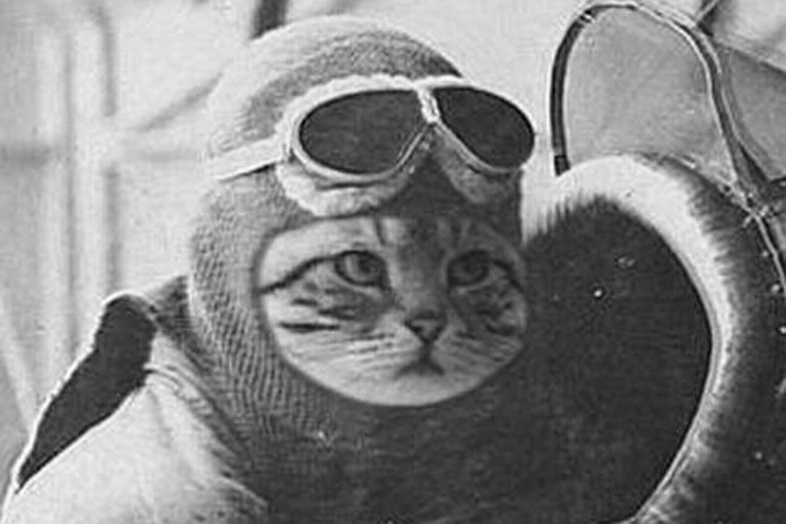 cat military Pilot WW2 Photo Glossy 4*6 in δ005