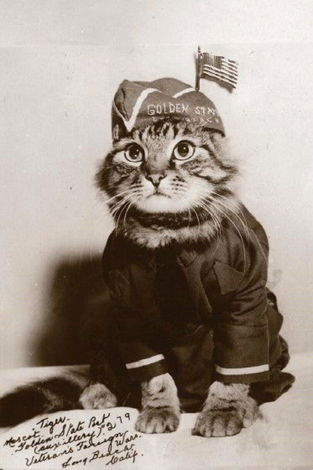 cat in military uniform WW2 Photo Glossy 4*6 in W008