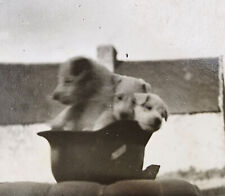 WW2 WWII Orig wartime Military photo German LUFTWAFFE Steel Helmet w 3 puppies picture