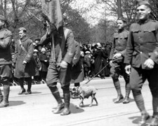 Sgt. Stubby Walking in a Homecoming Parade for World War I Veterans 1919 Photo