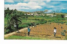 Vintage Mike Roberts Postcard Vietnam War SC9871 Garden Scene in Dalat picture