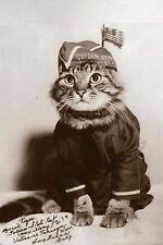 cat in military uniform WW2 Photo Glossy 4*6 in W008 picture
